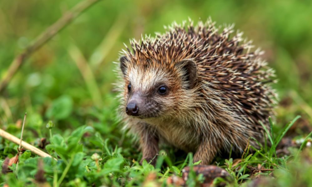 End of Year Round-up 2025 - Hedgehog - Crownhill Conservatories Ltd